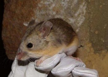 Mouse mummies point to mammalian life in “Mars-like” Andes