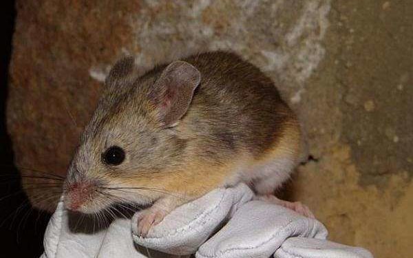 Mouse mummies point to mammalian life in “Mars-like” Andes