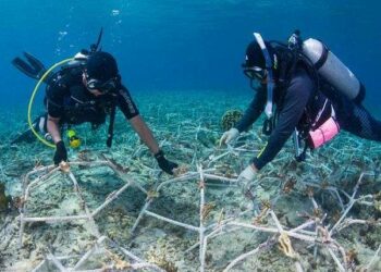 Coral restoration efforts lead to rapid reef recovery comparable to healthy ecosystems