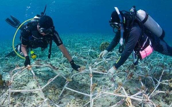 Coral restoration efforts lead to rapid reef recovery comparable to healthy ecosystems