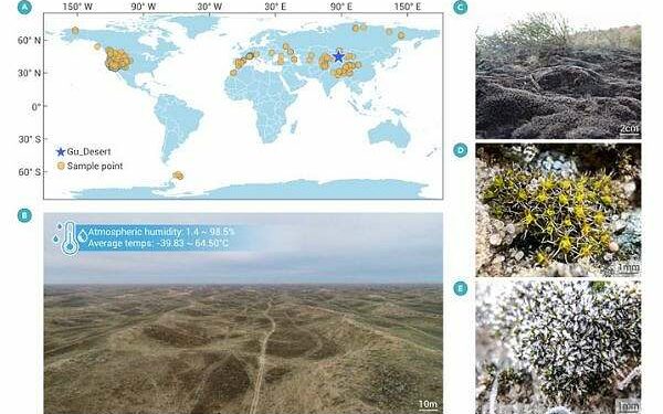 This desert moss has the potential to grow on Mars
