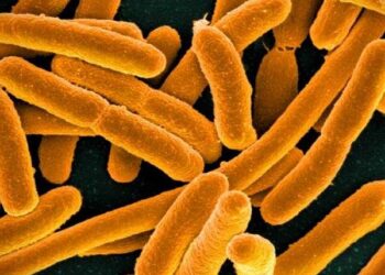 Rocket test proves bacteria survive space launch and re-entry unharmed