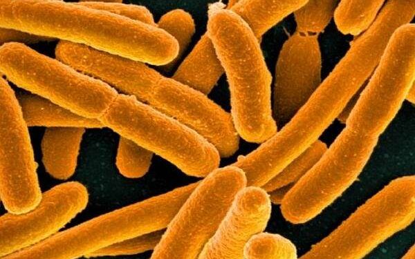 Rocket test proves bacteria survive space launch and re-entry unharmed