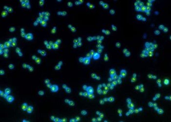 Yeast withstands Mars-like shocks and toxic salts in survival test