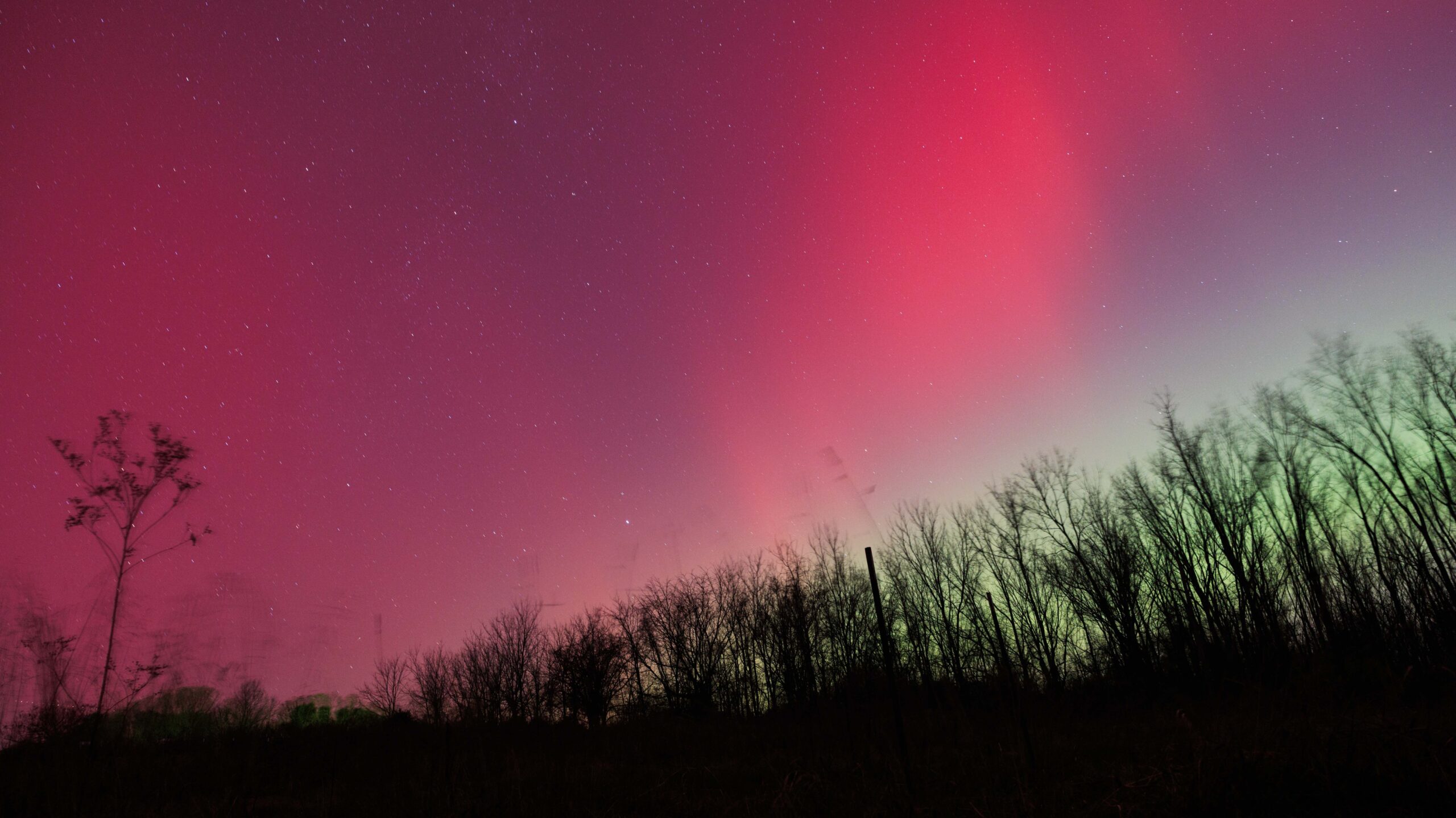 vibrant red aurora fills the sky with trees silhouetted in the foreground.