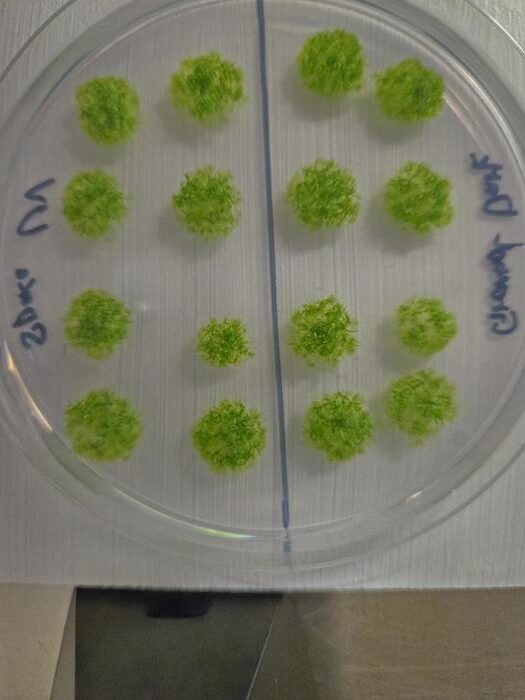 A clear petri dish with rows of green blooms where mosses are
