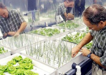 NASA celebrates a decade of student contributions to space crop production