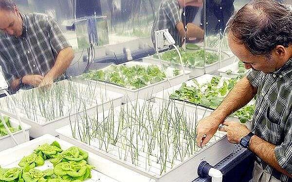 NASA celebrates a decade of student contributions to space crop production