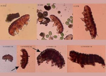 ‘Water bears’ reveal potential for adapting, protecting Martian resources