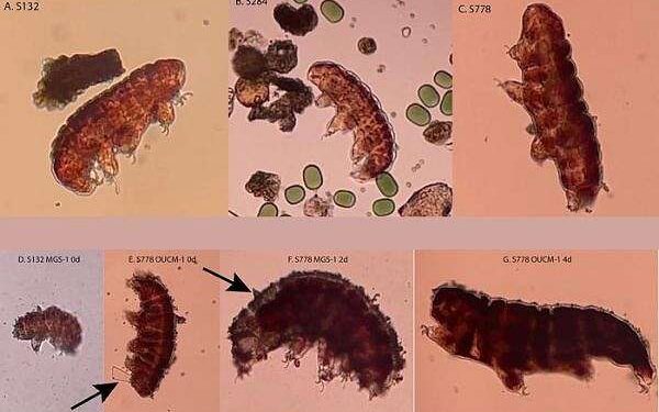 ‘Water bears’ reveal potential for adapting, protecting Martian resources