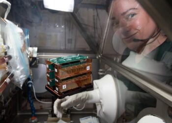 An astronaut’s tiny stand-in: tissue chips in space health