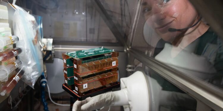 An astronaut’s tiny stand-in: tissue chips in space health