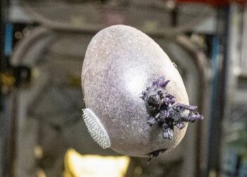 ‘The Martian’ becomes real life: Meet ‘Spudnik,’ the space potato