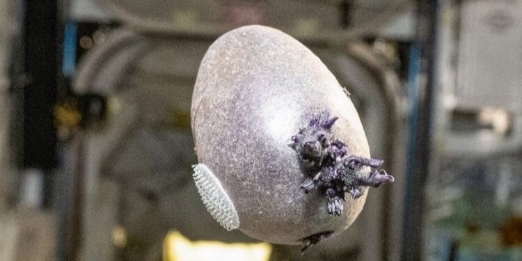 ‘The Martian’ becomes real life: Meet ‘Spudnik,’ the space potato
