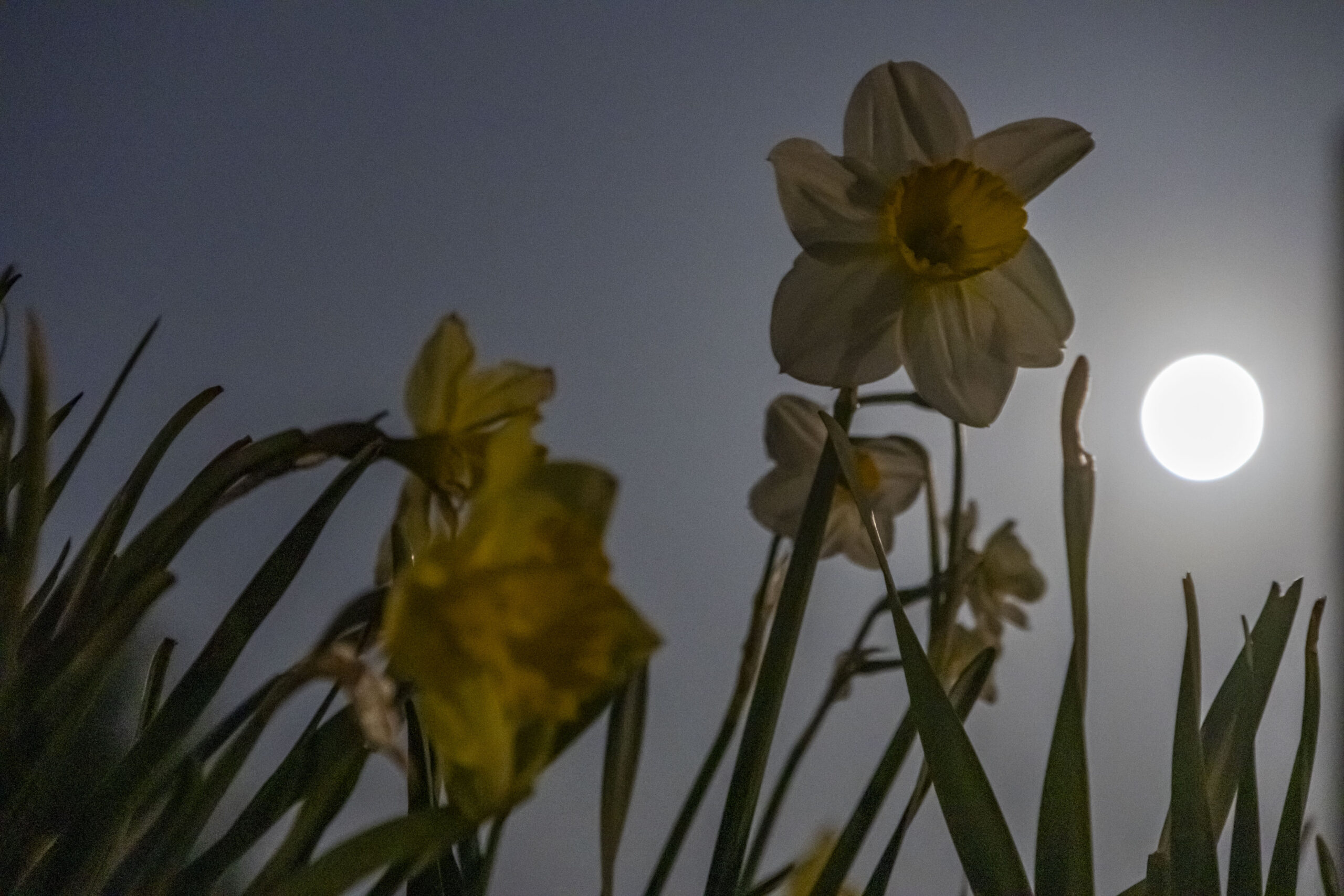 Yellow flowers are pictured at night with the full moon behind.